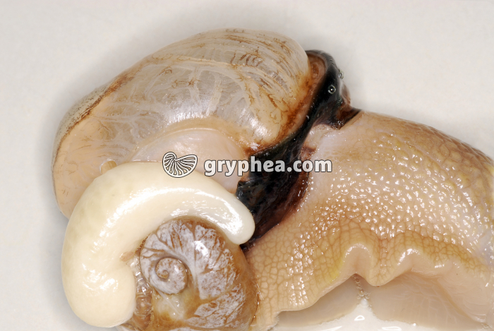 Respiration de l'escargot de Bourgogne - poumon dilaté (la coquille a été enlevée) - gryphea.com